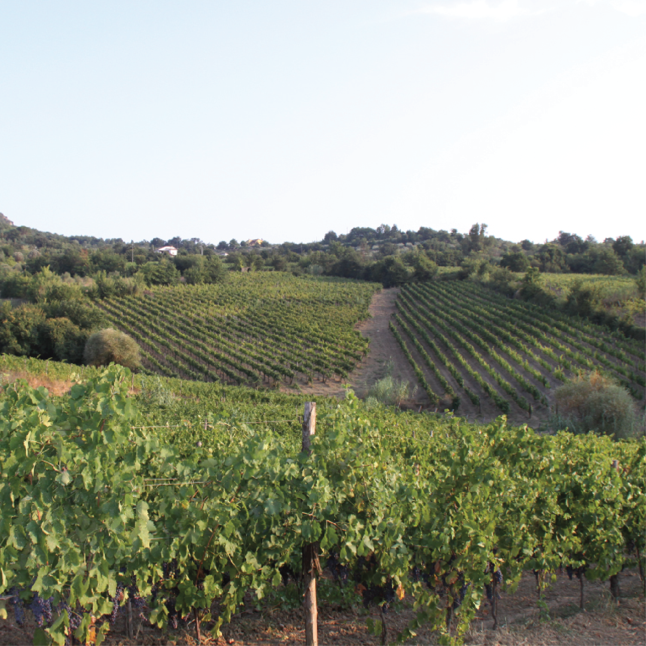 The vine and its vegetative period mark the life of the local community