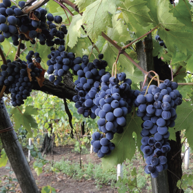 Aglianico