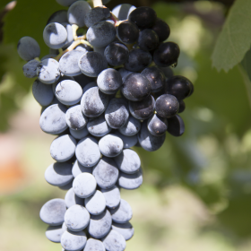 Barbera del Sannio