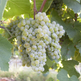 Falanghina del Sannio