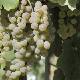 Fiano del Sannio