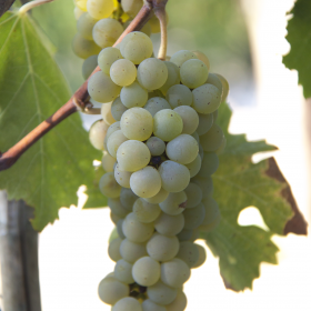 Greco del Sannio